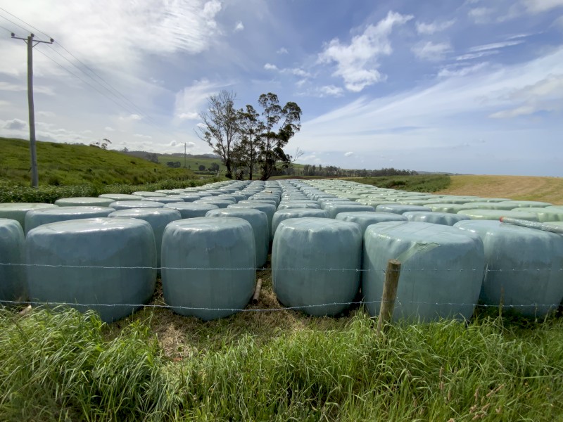 Rye and Clover Silage