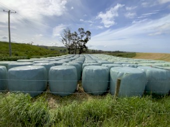 Rye and Clover Silage