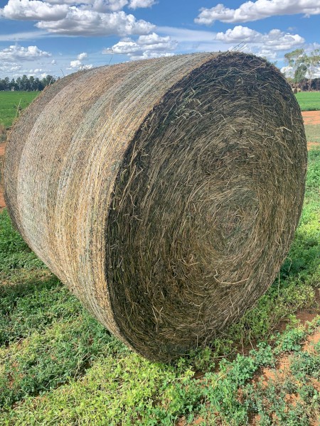 2nd Cut Lucerne - Cattle Feed
