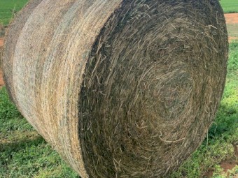 2nd Cut Lucerne - Cattle Feed