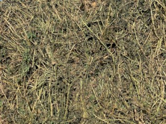 2nd Cut Lucerne - Cattle Feed