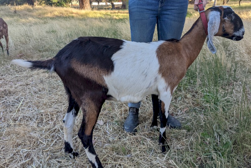 Pure bred registered Anglo Nubian Does