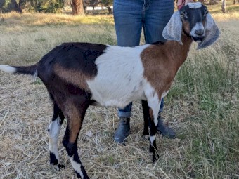 Pure bred registered Anglo Nubian Does