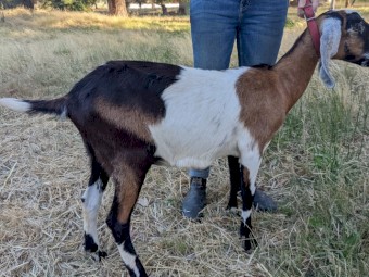 Pure bred registered Anglo Nubian Does