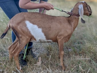 Pure bred registered Anglo Nubian Does