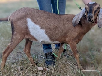 Pure bred registered Anglo Nubian Does