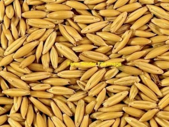 24mt Yallara Oats Cleaned