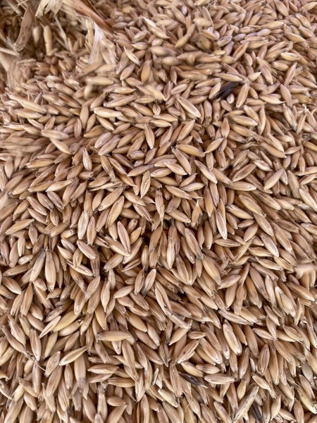 New season Milling oats 