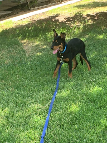Woodland View Kelpies