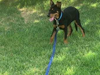Woodland View Kelpies