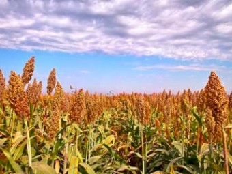 WANTED Lease Land suitable for Sorghum (up to 500 hectares)