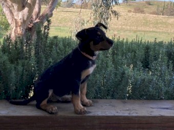 PUREBRED KELPIES