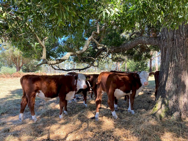 Prime Steers from our Stud