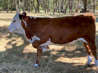 Prime Steers from our Stud