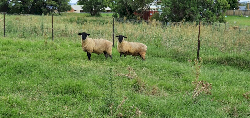 Suffolk Ram Lambs 2021 Drop