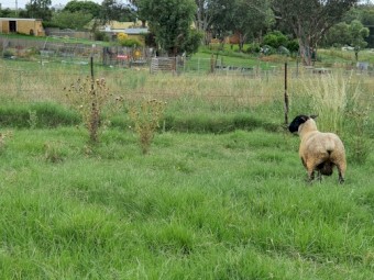 Suffolk Ram Lambs 2021 Drop