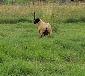 Suffolk Ram Lambs 2021 Drop