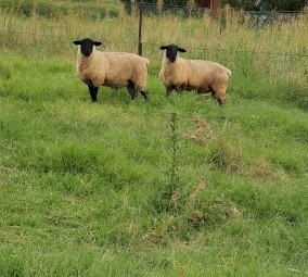 Suffolk Ram Lambs 2021 Drop