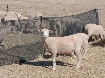 Poll Dorset/ Southdown (Lambpro tradies) X  Merino