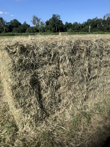 Rhodes grass in bale baron packs prime horse grade 