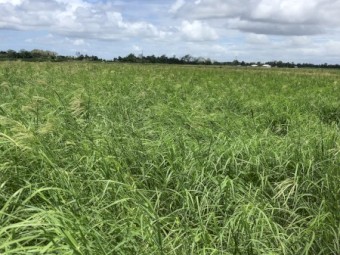 Rhodes grass in bale baron packs prime horse grade 
