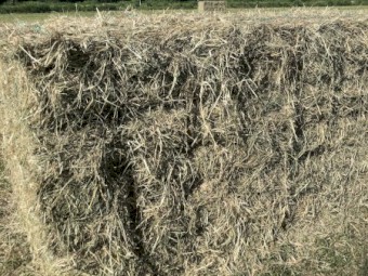 Rhodes grass in bale baron packs prime horse grade 