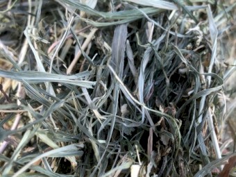 Rhodes grass in bale baron packs prime horse grade 