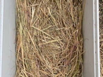 New Season Oaten Hay 8x4x3 Bales