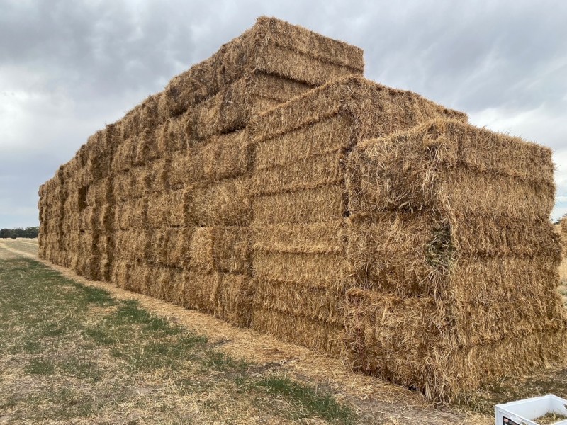 New Season Vetch Hay 8x4x3 Bales