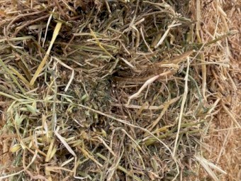 New Season Vetch Hay 8x4x3 Bales