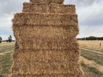 New Season Vetch Hay 8x4x3 Bales