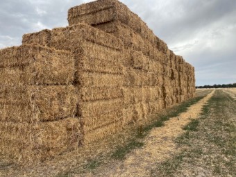 New Season Vetch Hay 8x4x3 Bales