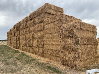 New Season Vetch Hay 8x4x3 Bales