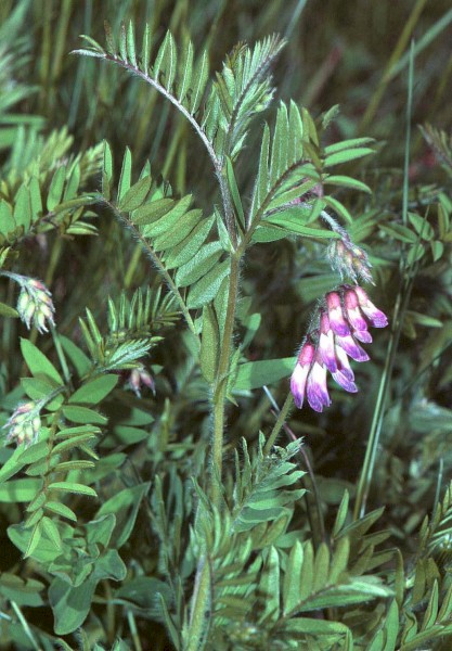 Popany Vetch Wanted for Export Seed Market