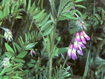 Popany Vetch Wanted for Export Seed Market