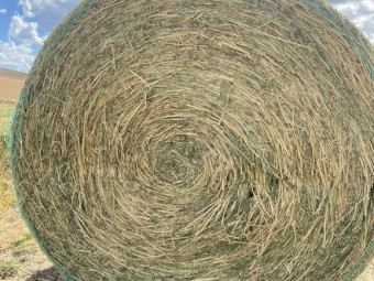 2nd Cut Lucerne Hay 