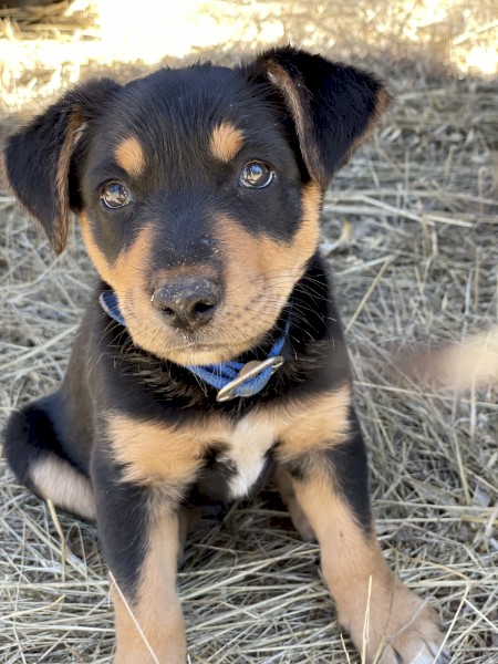 Purebred Kelpie Pups 