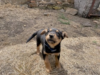 Purebred Kelpie Pups 