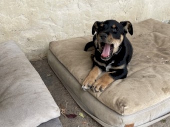 Purebred Kelpie Pups 