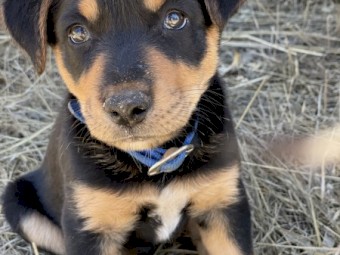 Purebred Kelpie Pups 