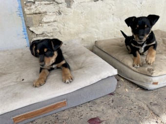Purebred Kelpie Pups 