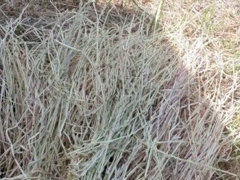 Rye grass hay