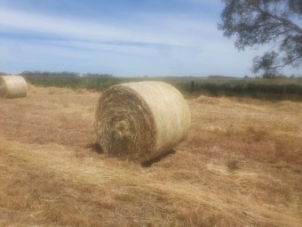 Rye grass hay