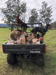 Kelpie dogs