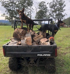 Kelpie dogs