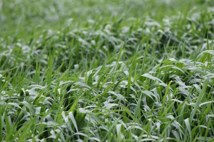 GRAZA Forage Oats