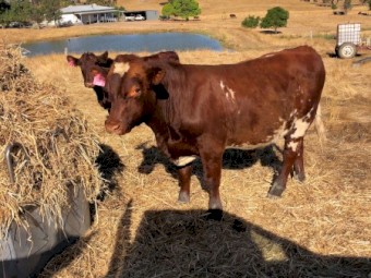 Shorthorn Bull