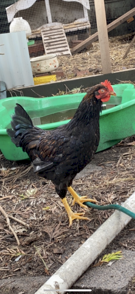 6month old Rooster 