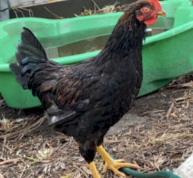 6month old Rooster 