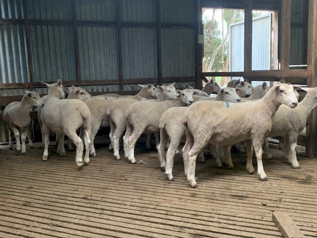 20 Composite ewe lambs
